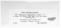 Melampsora magnusiana image